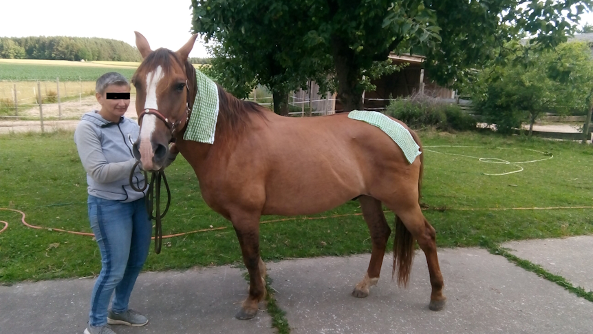 Entspanntes Pferd nach Behandlung